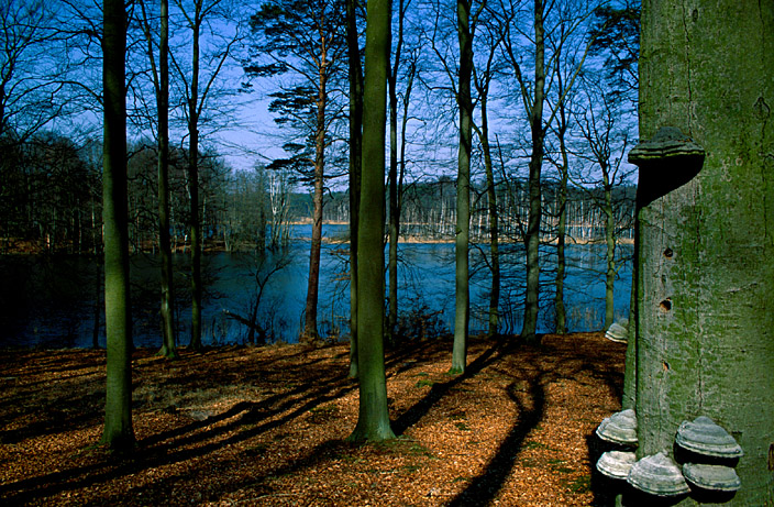 am Schweinegartensee in MV